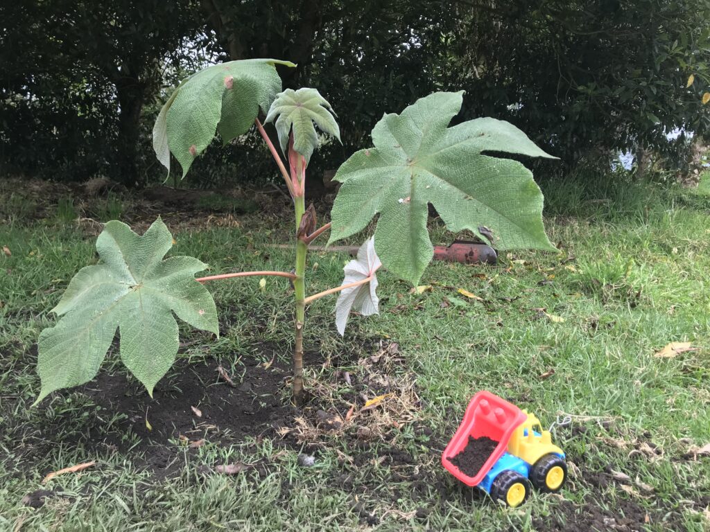 Inculcando el Cuidado de la naturaleza en mi hijo